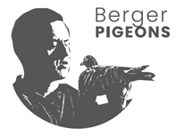 Berger Pigeons