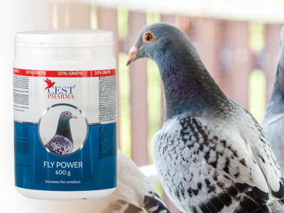 FLY POWER – PROBABLY THE BEST RACE CONDITIONER!!!