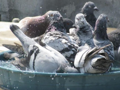 Pigeons bath